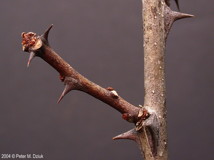 <p>Common name: Prickly ash</p><p></p><p>Genus: Zanthoxylum</p><p></p><p>Species: americanum</p><p></p><p>Family: Rutaceae</p>