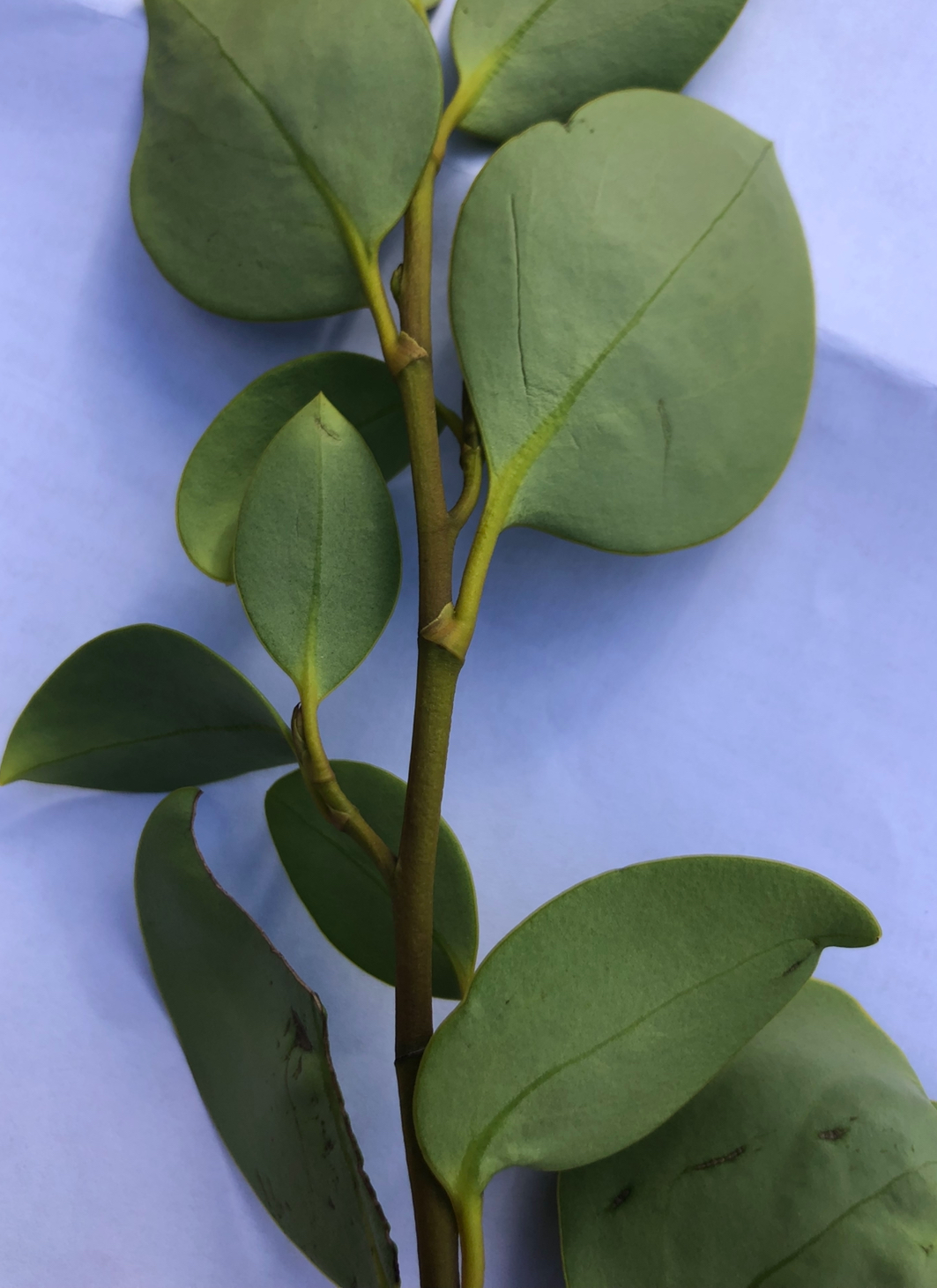 <p>Griselinia littoralis full height</p>