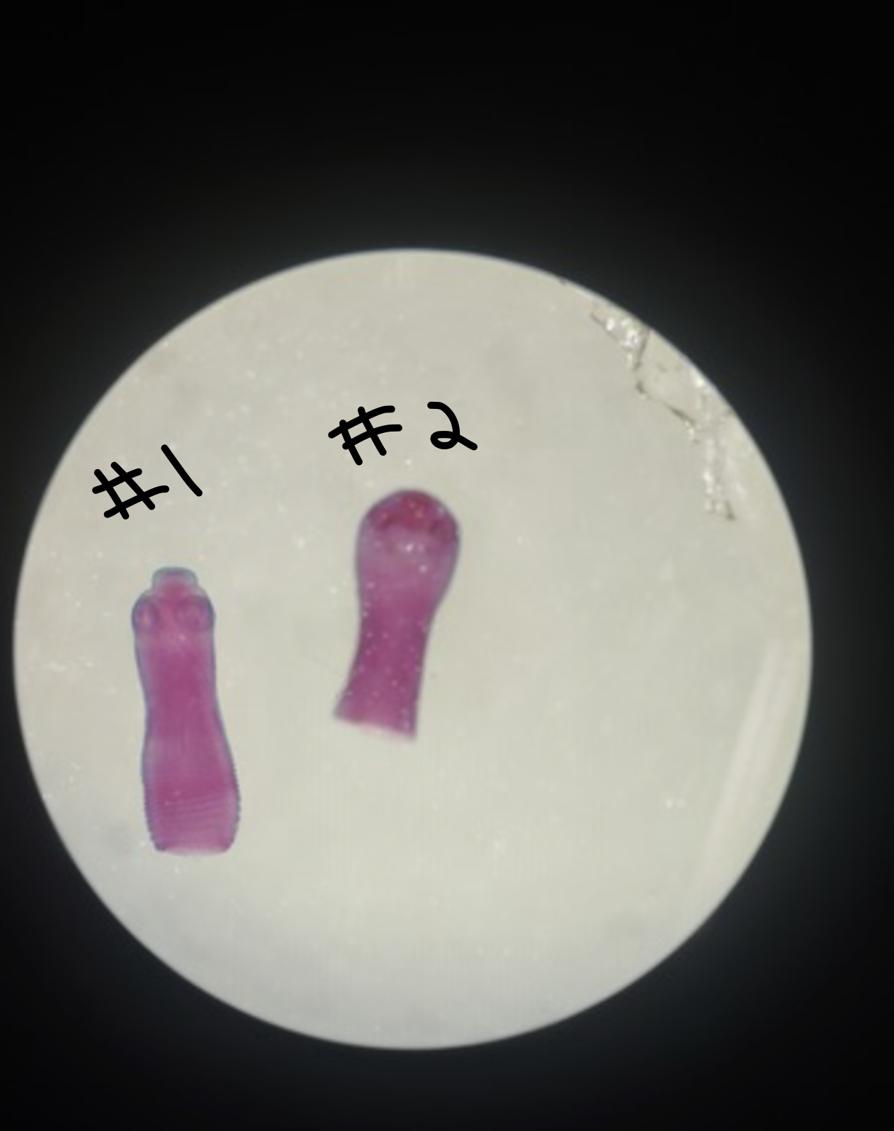<ul><li><p>identify #2</p></li><li><p>m.o.t</p></li><li><p>infective stage</p></li><li><p>d host, i host</p></li></ul><p></p>