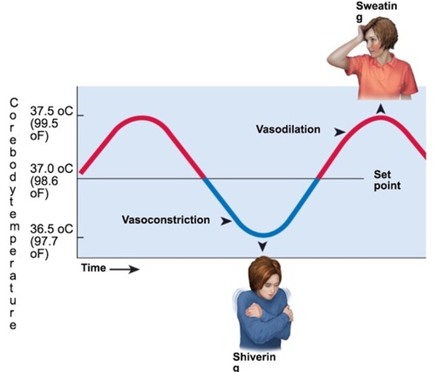 <p>A type of regulation that responds to a change in conditions by initiating responses that will counteract the change. Maintains homeostasis.</p>