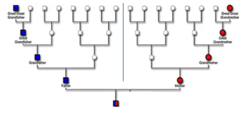 <ul><li><p><span style="background-color: transparent; font-family: "Helvetica Neue", sans-serif;">Every sexual act combines two unique gametes from maternal and paternal lineages</span></p></li><li><p><span style="background-color: transparent; font-family: "Helvetica Neue", sans-serif;">Human chromosomes are a fusion of many ancestors</span></p></li><li><p><span style="background-color: transparent; font-family: "Helvetica Neue", sans-serif;">15 generations ago: DNA comes from 2¹⁵ = 32,768 ancestors (assuming no relatives)</span></p></li><li><p><span style="background-color: transparent; font-family: "Helvetica Neue", sans-serif;">~400 generations ago: Humans practiced crop agriculture → Ancestors were from different continents/environments</span></p><ul><li><p><span style="background-color: transparent; font-family: "Helvetica Neue", sans-serif;">Humans began practicing crop agriculture</span></p></li><li><p><span style="background-color: transparent; font-family: "Helvetica Neue", sans-serif;">The ancestors lived in different regions and environments</span></p></li><li><p><span style="background-color: transparent; font-family: "Helvetica Neue", sans-serif;">Modern human DNA reflects mixing of these diverse ancestral populations</span></p></li></ul></li></ul><p></p>