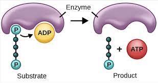 substrate-level phosphorylation 