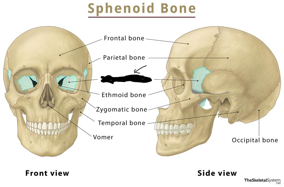 <p>What is this part of the skull?</p>