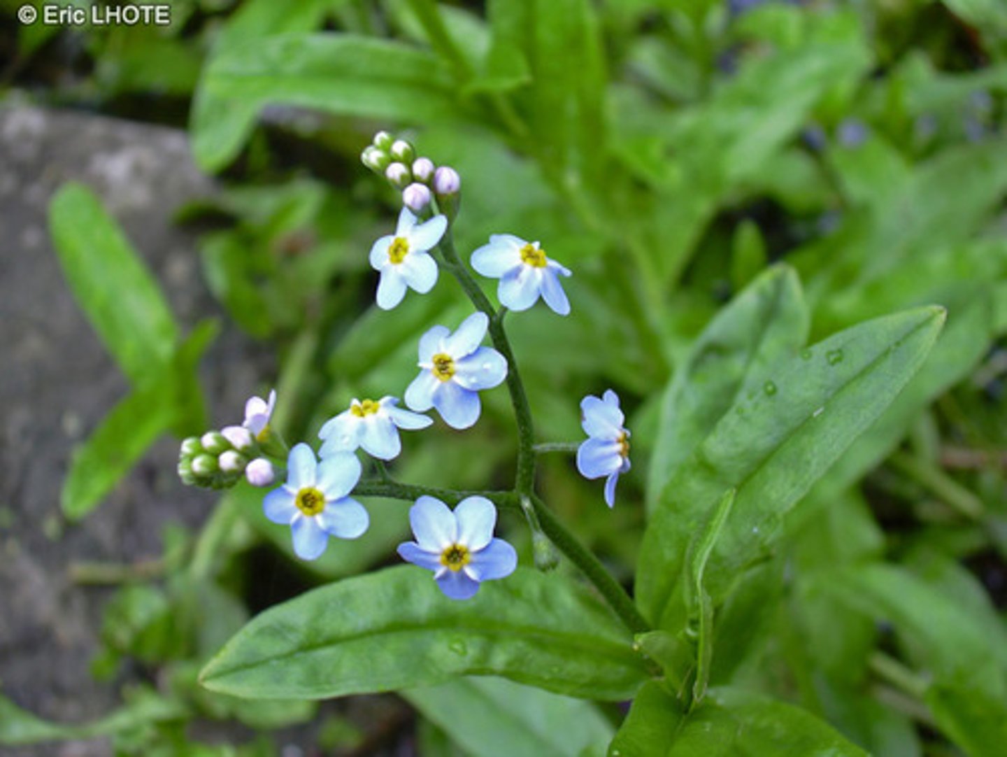 <p>herbaceous, wet areas</p><p>Leaves: simple, lobed, alt, hairy!</p><p>Flowers: radial, perf, 5,5,3,2</p><p>Inflor: Helicoid Cyme (UNIQUE FEATURE)</p><p>Fruit: nutlet, gynobasic style</p><p>Myosotis Genus to know</p>