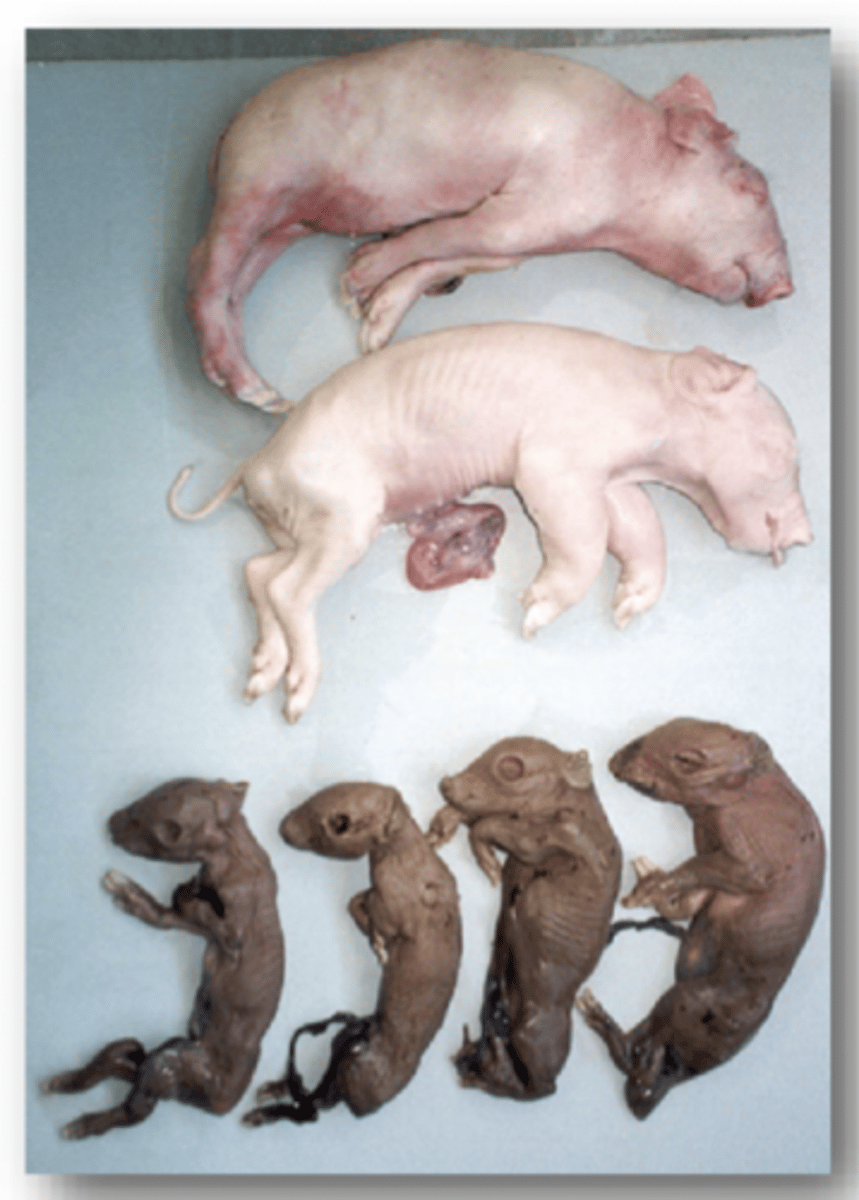 <p><strong>1. </strong>Mummified, autolysed, stillborn, and normal Piglets</p><p><strong>2. </strong>Degredation of CNS, Joints, Jaw</p>