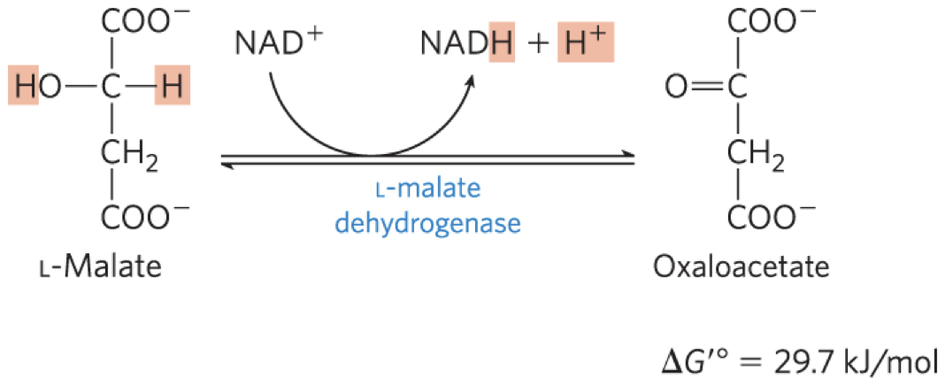 <p>L-malate dehydrogenase = catalyzes the oxidation of L-malate to <strong>oxaloacetate</strong>, coupled to the reduction of NAD+</p><p>low [oxaloacetate] pulls the reaction forward</p><p>regenerates oxaloacetate for citrate synthesis</p>