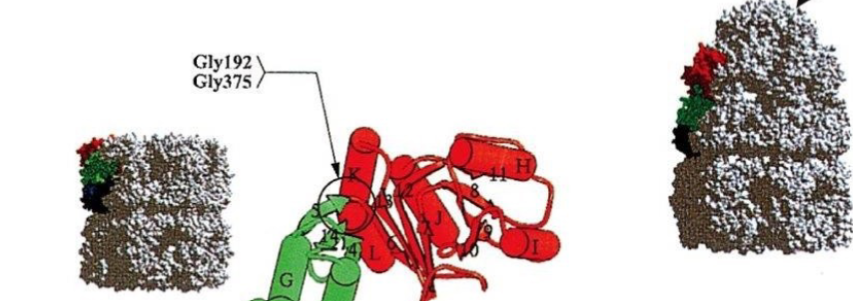 <p>Which protein is in relaxed conformation?</p>