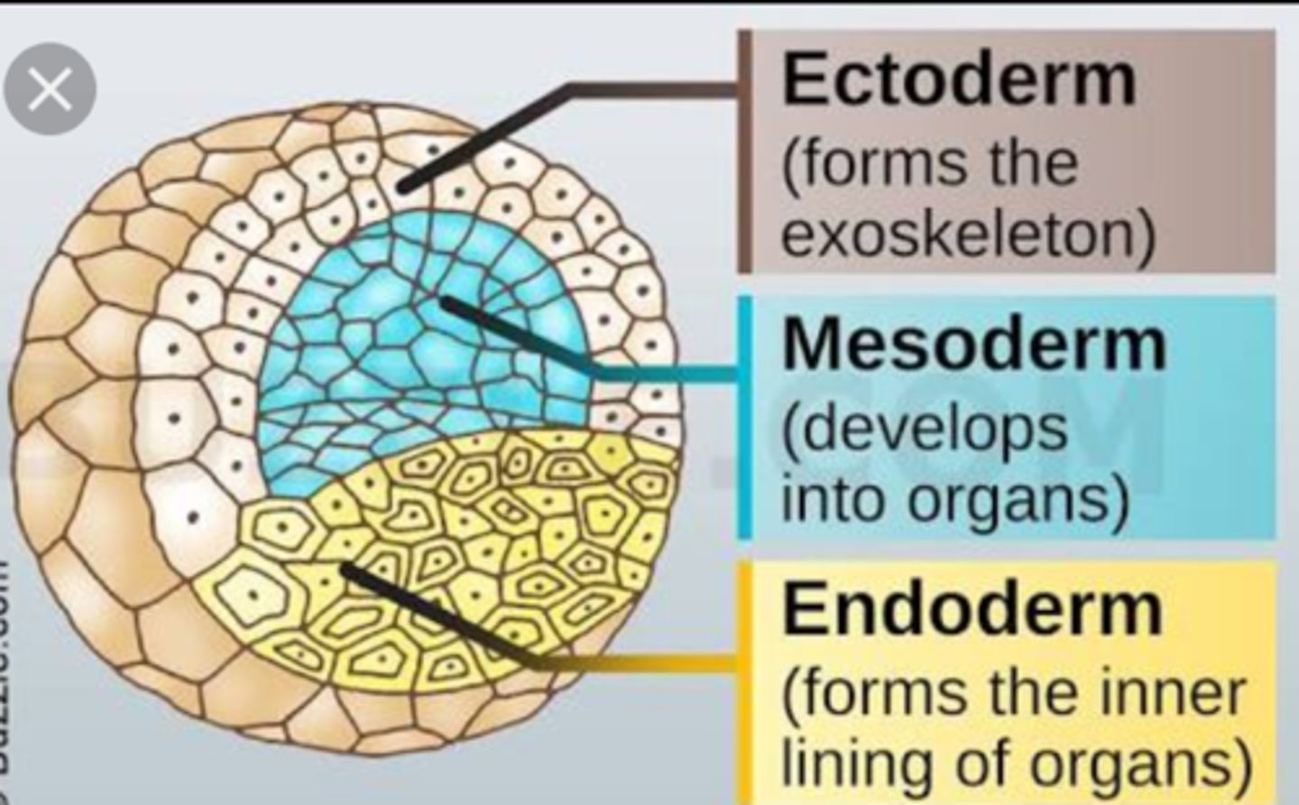 <p>The innermost layer that lines the gut and respiratory system and forms organs such as the liver and pancreas. 🍽️</p>