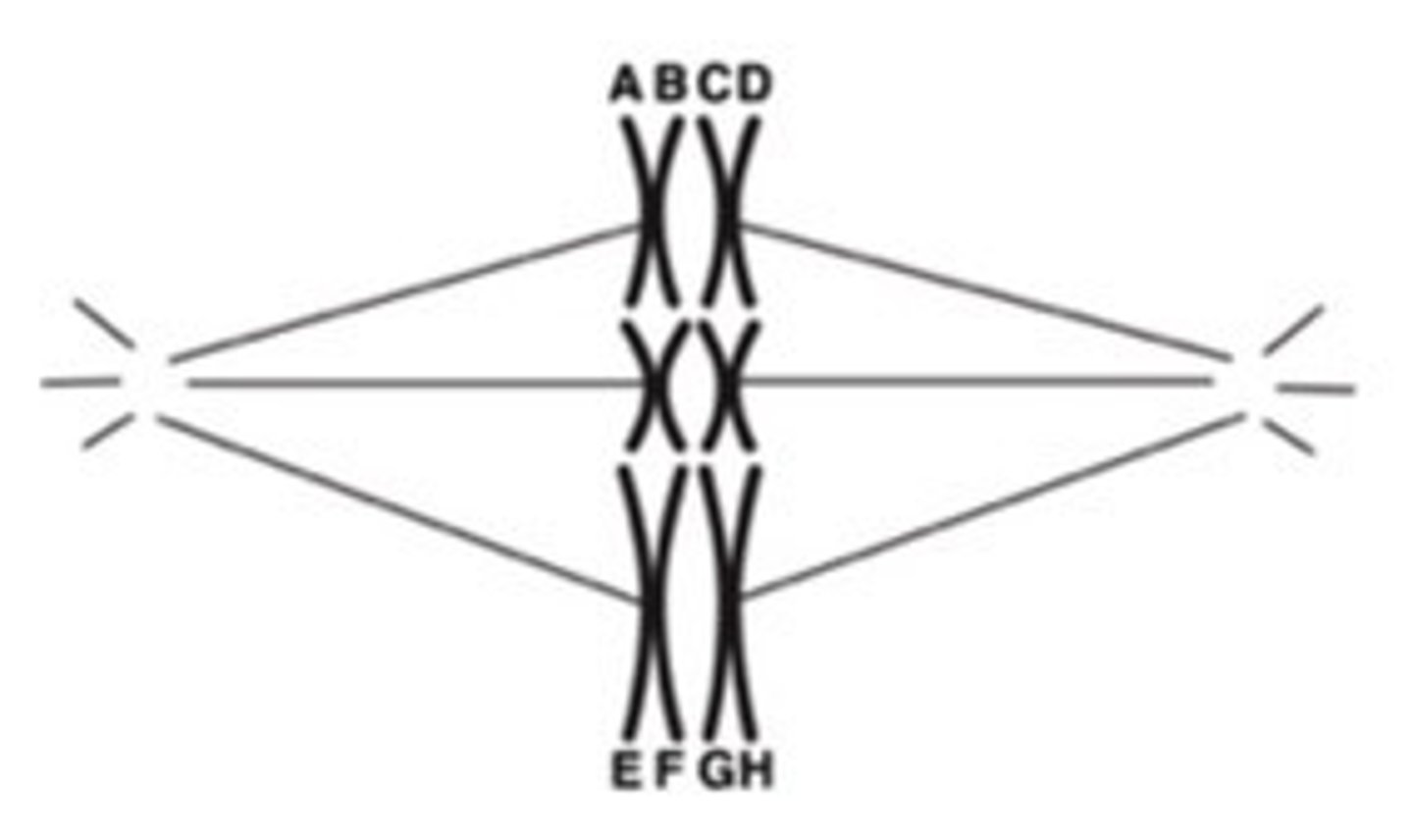 <p>-A and B are sister chromatids</p><p>-The image is of a cell in metaphase I of meiosis I</p><p>-A and B are identical; A and D are homologous</p><p>-A and E are different; E and F are identical.</p>