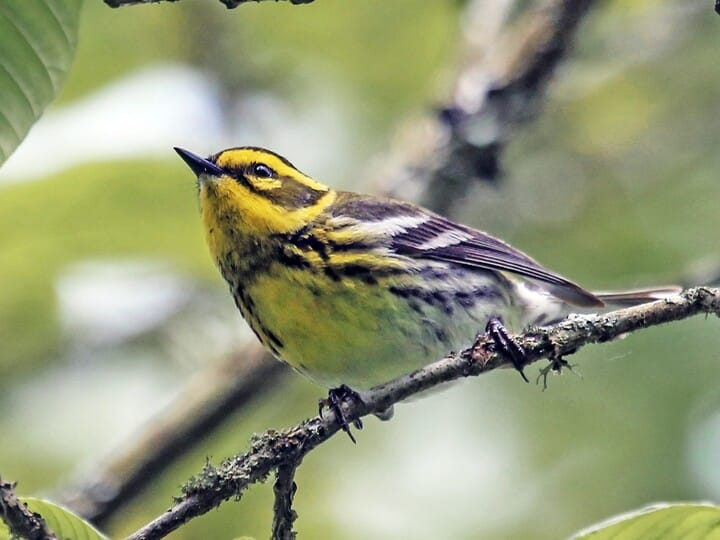 <p><span style="color: rgb(165, 163, 163);"><em>Townsend’s</em> </span>Warbler </p><p><span style="color: rgb(154, 153, 153);">(female pictured here)</span></p>