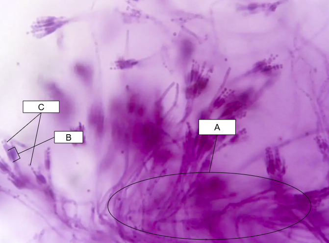 <p>What is C called</p>