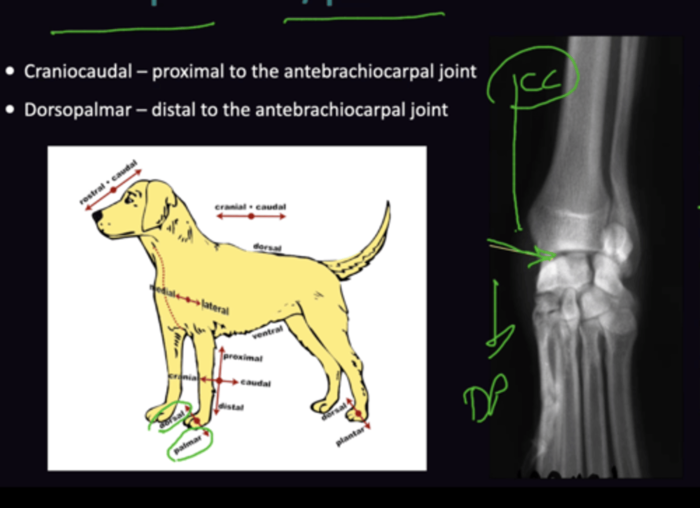 <p>Craniocaudal View: Proximal to the antebrachiocarpal joint</p><p>Dorsopalmar View: Distal to the antebrachiocarpal joint</p>