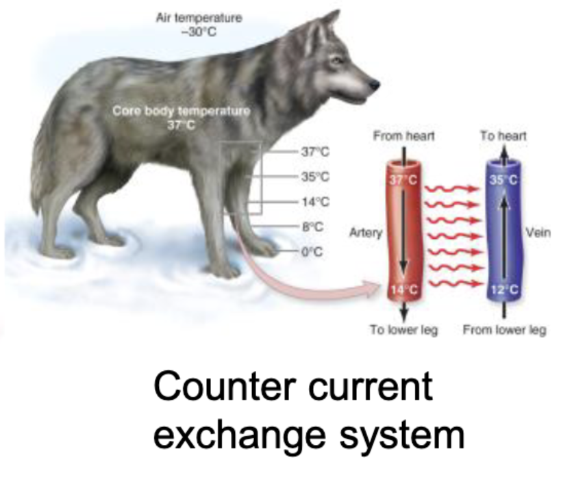 <p>the counter&nbsp; current exchange system, heart to limbs coold limbs to hear heat, lets body be warmer then air temperature to survive in cold&nbsp;</p>