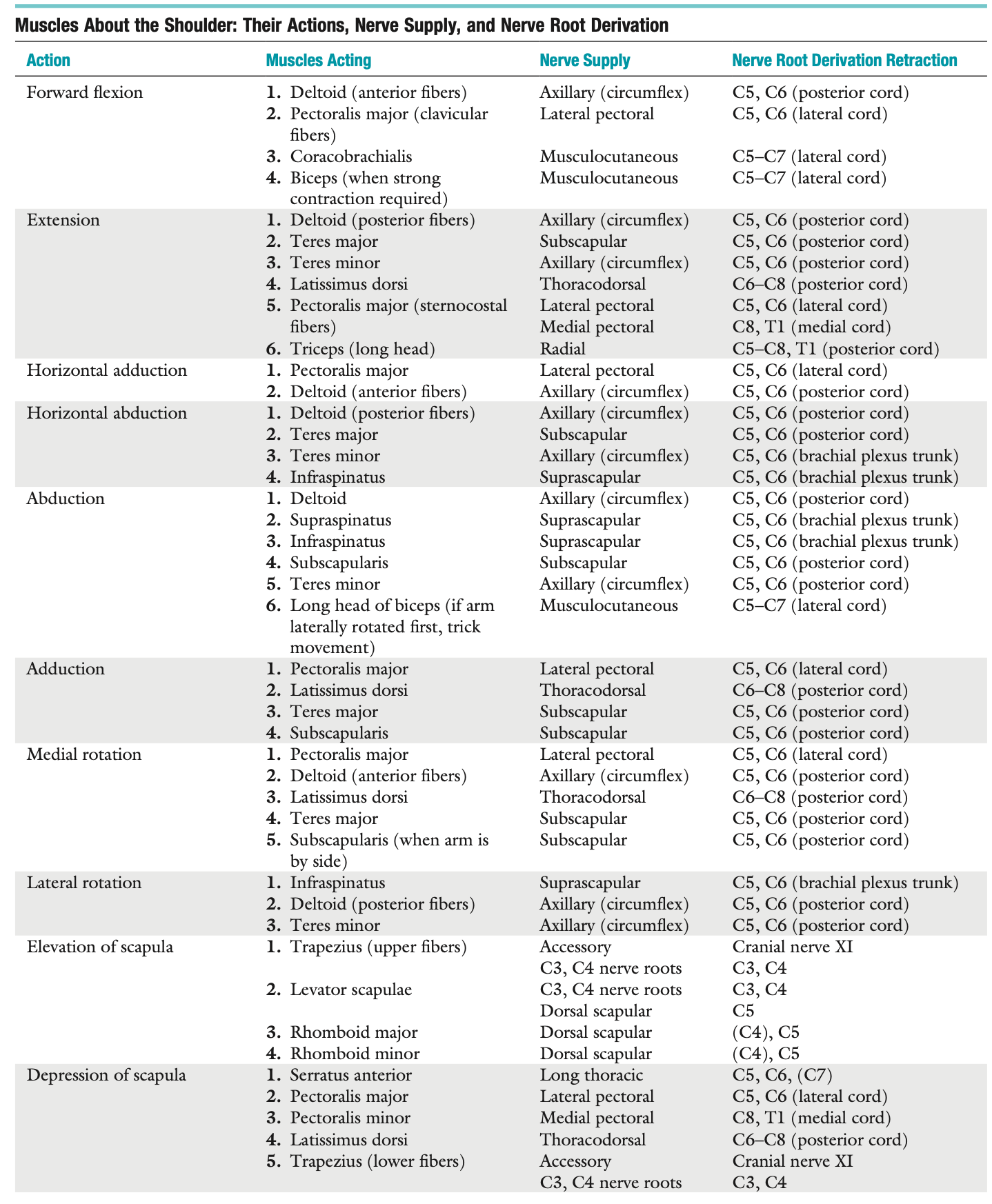 <p><span style="font-family: HelveticaNeue"><strong>Muscles About the Shoulder: Their Actions, Nerve Supply, and Nerve Root Derivation</strong></span></p>