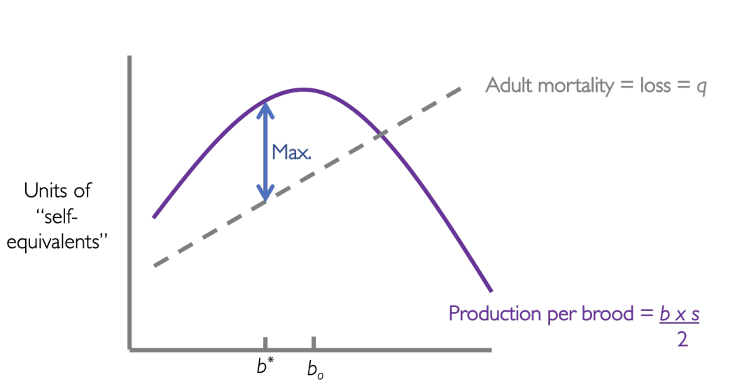 <p>Optimal clutch size to maximise <strong>lifetime</strong> reproduction is less b*</p><ul><li><p>Compare the adult mortality to optimum brood size</p></li><li><p>Find where the gap between mortality and brood size is the greatest</p><ul><li><p>minimum adult death to max brood</p></li></ul></li></ul><p></p>