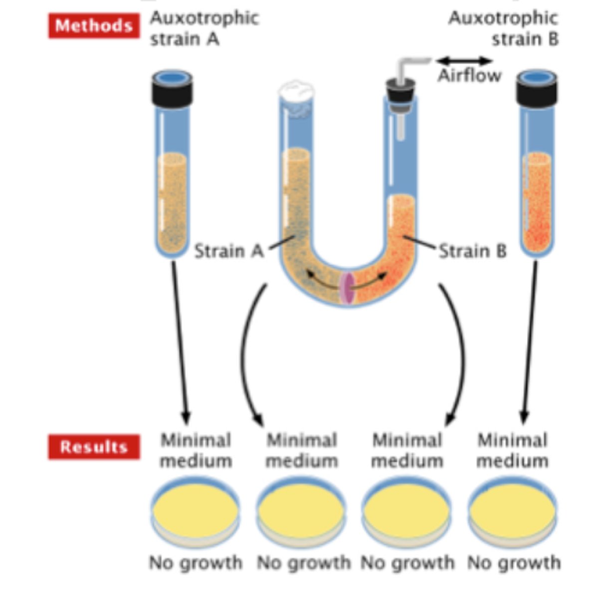 <p>an experiment that revealed that cell to cell contact was required for conjugation</p>