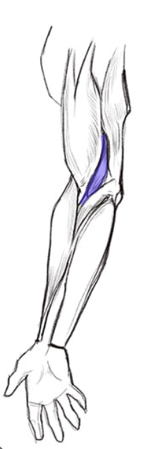 <p>What muscle is this?</p>