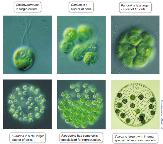 <p>Transition may have occurred in these steps:</p><ol><li><p>Aggregation of cells into a cluster - single celled Chlamydomonas, cluster of cells - gonium, larger cluster of cells - Pandorina </p></li><li><p>Intercellular communication within the cluster </p></li><li><p>Specialization of some cells within the cluster (seen in pleodorina - large cluster of cells containing somatic and reproductive cells)</p></li><li><p>Organization of specialized cells into groups (tissues), seen in volvox - larger cluster of cells with somatic and reproductive cells organised into separate tissues</p></li></ol><p>Transition also results in individual cells loosing the ability to live independently</p>