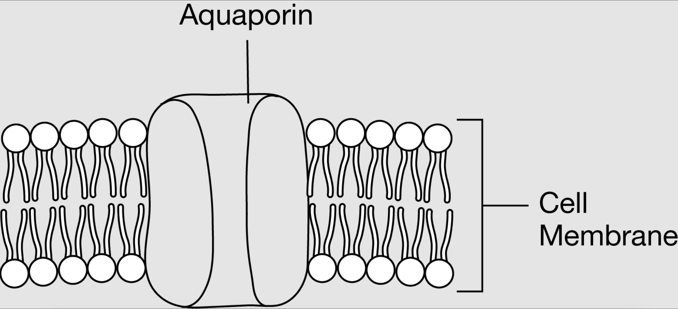 <p>Which statement best describes the effect on water transport across the cell membrane if the aquaporin in the figure ceases to function?</p>