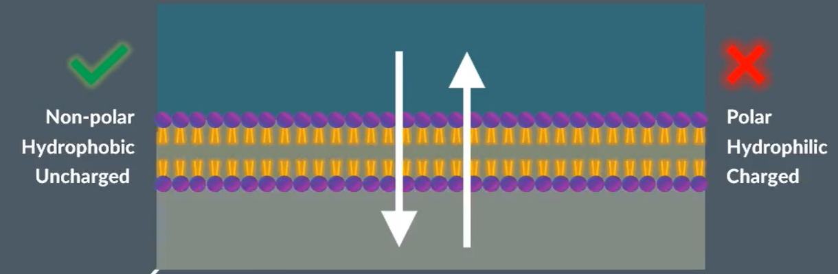 <p>The hydrophilic heads are attracted towards the water, so face on the outside of the membrane. The hydrophobic tails are repelled by water so face inside the membrane.</p><ul><li><p>Allow lipid soluble substances to enter and leave the cells (small, lipid, uncharged e.g. oxygen)</p></li><li><p>Prevent water-soluble substances entering and leaving the cell</p></li><li><p>Membrane flexible and self-healing</p></li></ul><p></p>