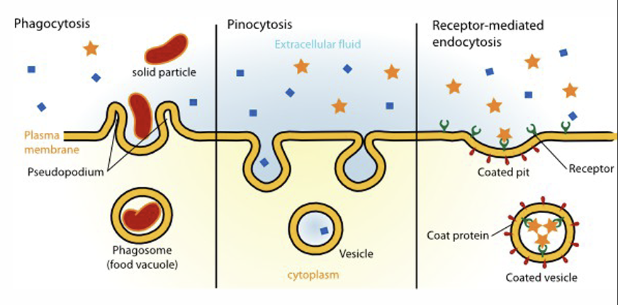<p>Name 3 types of  endocytosis and describe</p>