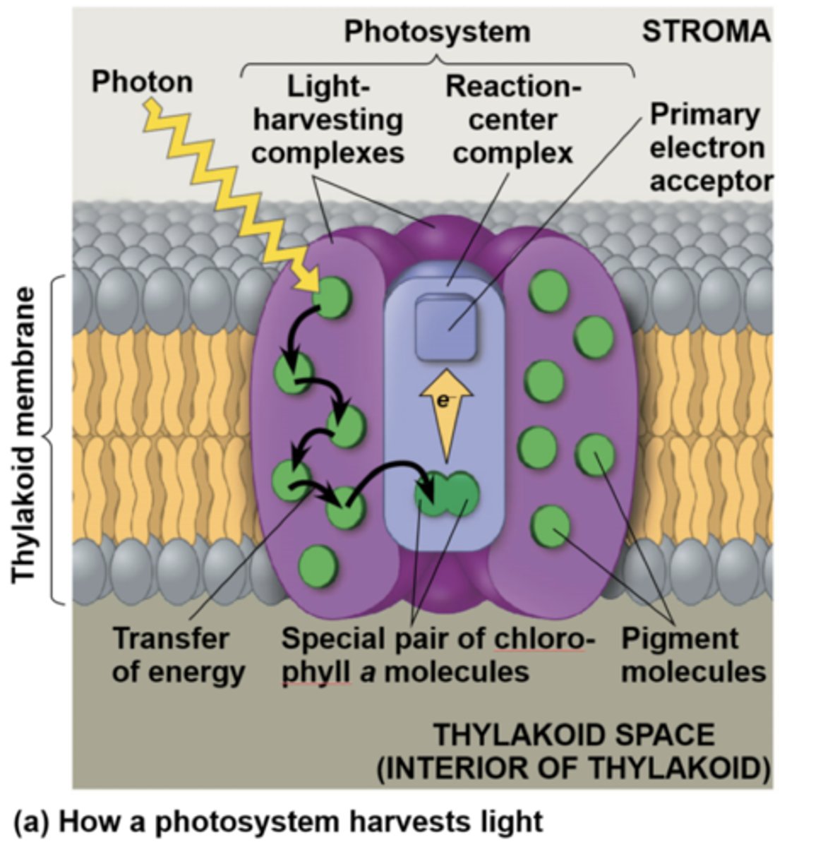 <p>Where the chlorophylls are, can be Ca and/or Cb</p>