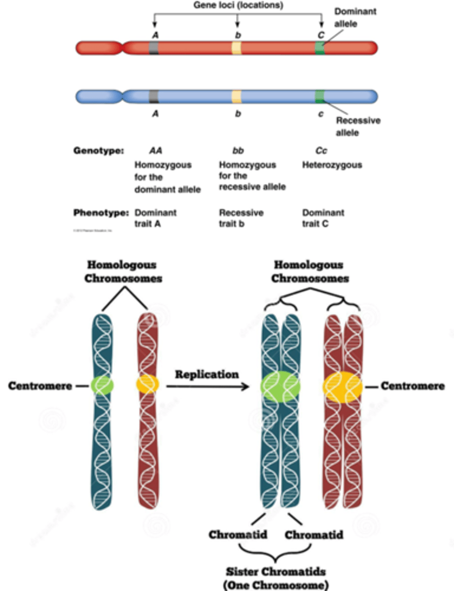 <p>Allel= gen variant</p><p>Als het allel anders is: heterozygoot</p>