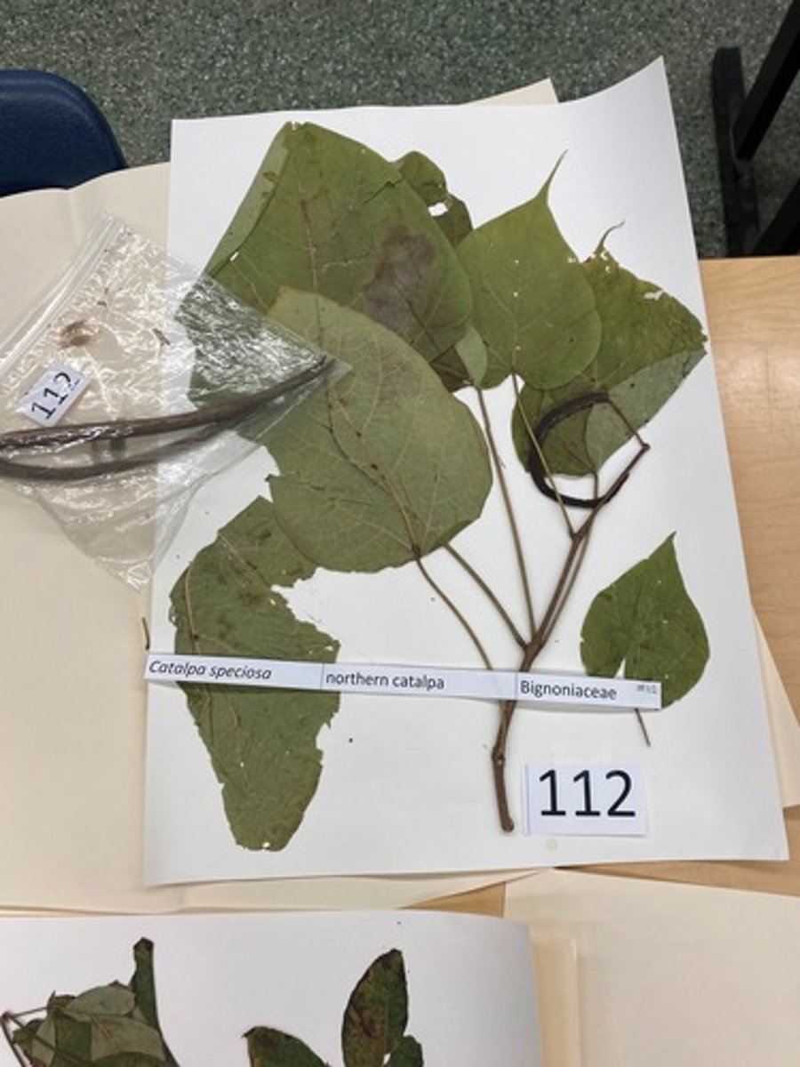 <p>Catalpa speciosa (Bignoniaceae)</p>