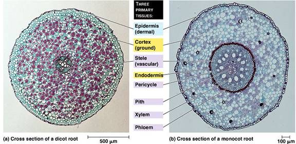 Monocots-  vascular bundles arranged in a ring surrounded by the cortex (ground tissue) with pith (ground tissue) in the middle 

Dicots- contains one central vascular bundle in the middle surrounded by the cortex (no pith)