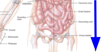 <p>inferior</p>