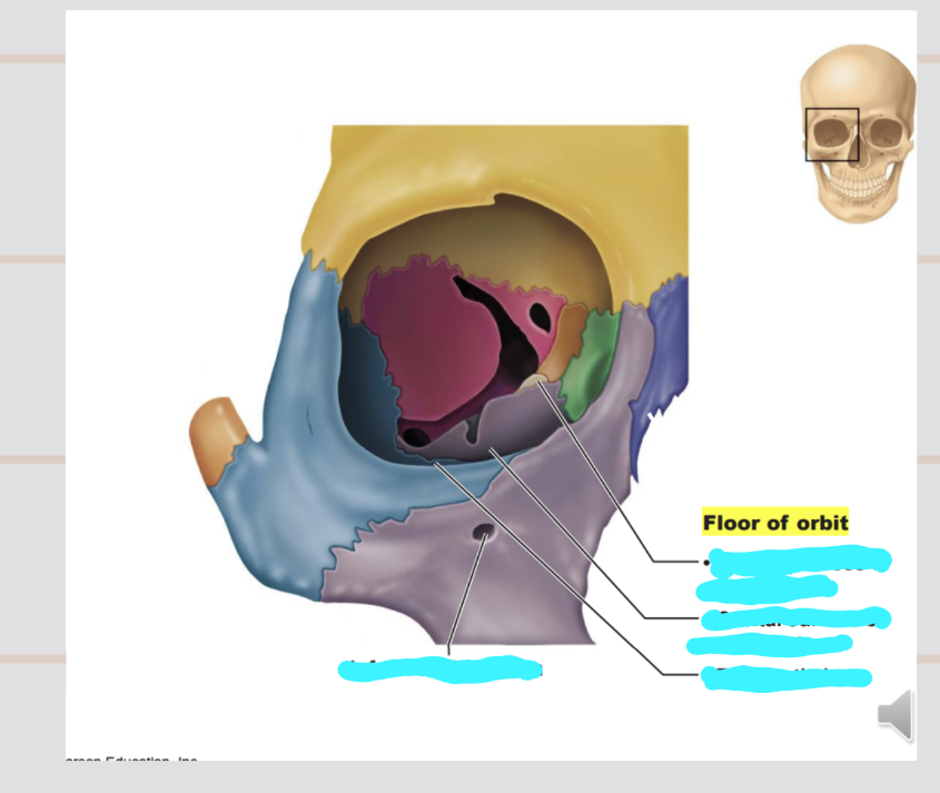 <p>Describe the floor of the orbital cavity</p>