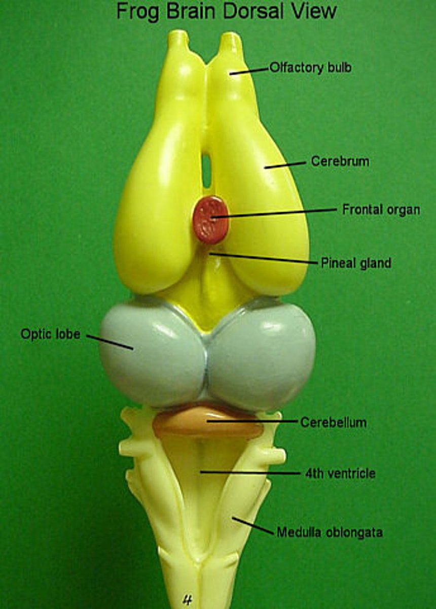 <p>The lobes of the brain that receive signals from the receptors in the nose</p>