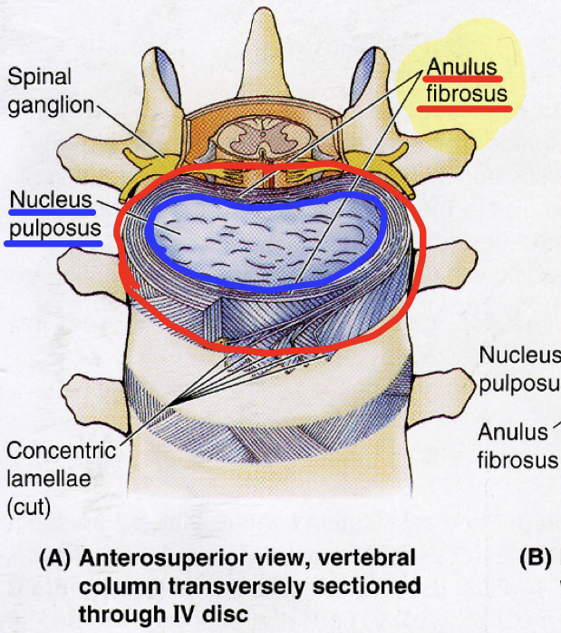 <p>What is the function of the annulus fibrosis?</p>