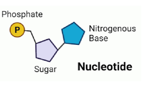 <p>Nucleotide</p>