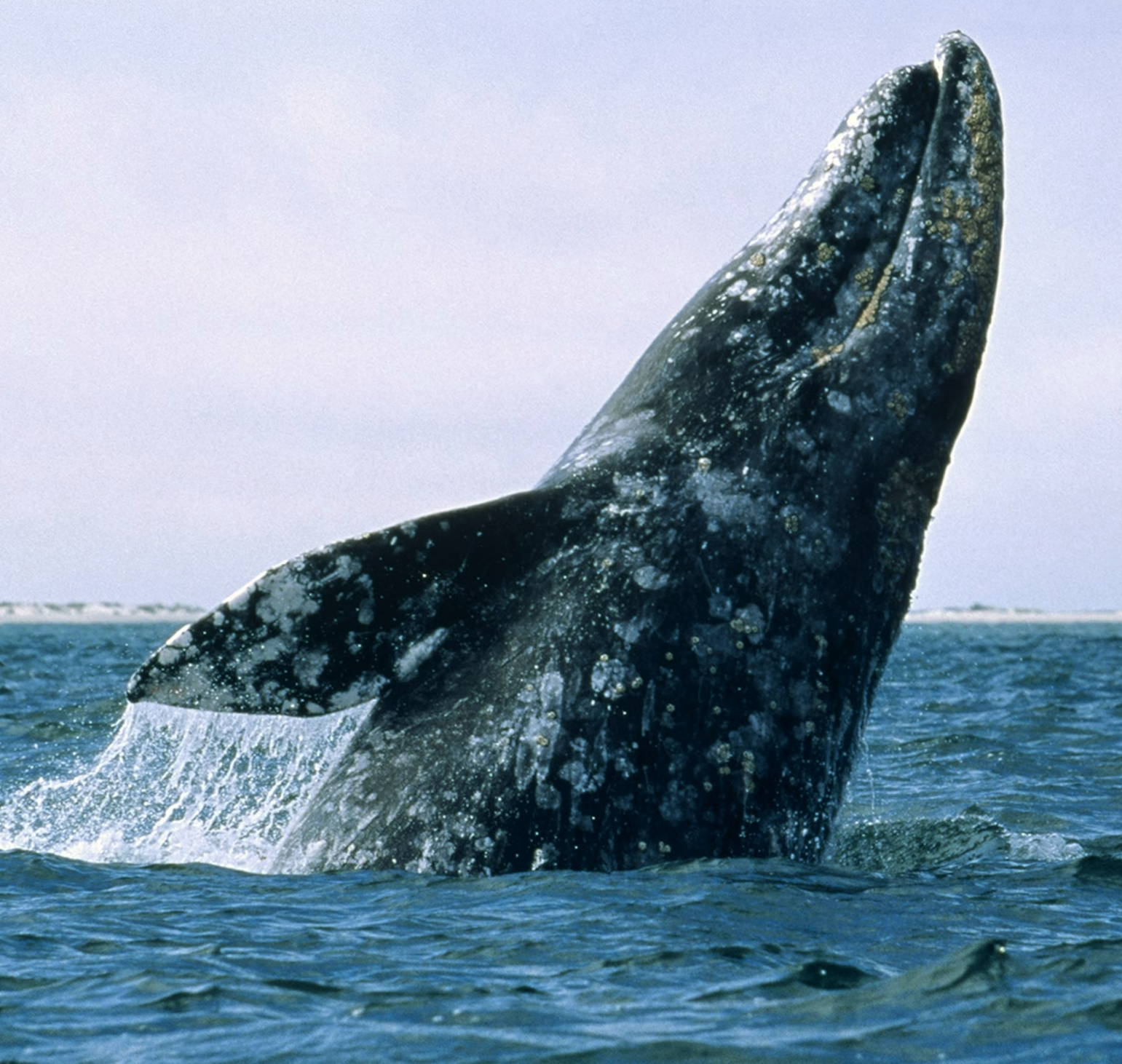 What Mysticete family contains gray whales?