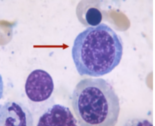 <p>Identify the cell.</p>