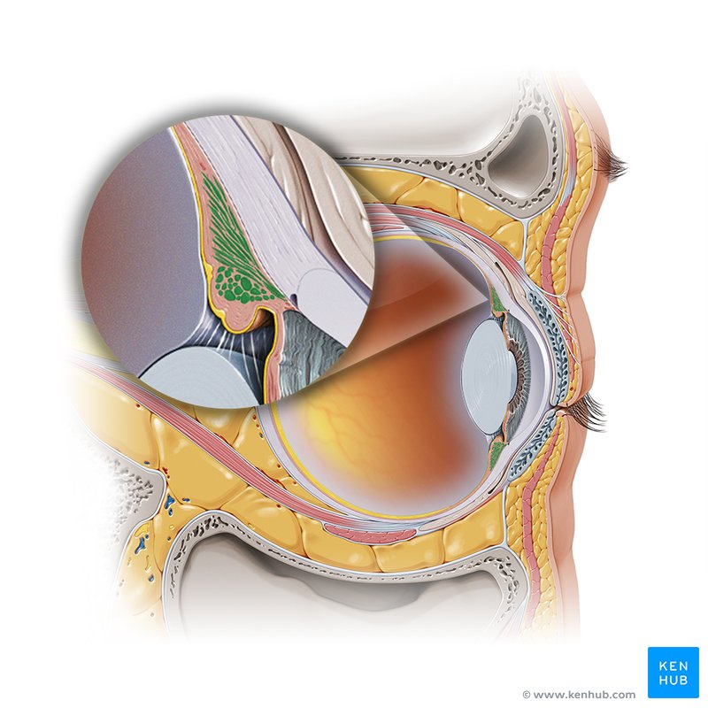 <p>Ciliary Muscles</p>