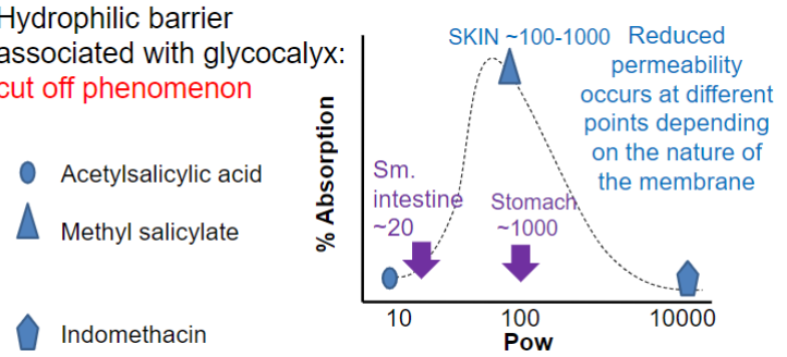 <ul><li><p>major factor w/ regards to drug permeation</p></li><li><p>higher Pow = more rapidly absorbed</p></li><li><p>hydrophilic barrier associated w/ glycocalyx: <strong><u>cut off phenomenon</u></strong></p><ul><li><p>reduced permeability at diff pts depending on nature of membranes</p></li></ul></li><li><p>small intestine has cut off ~20 bc microvilli leads to more of the small water layer on membranes</p></li></ul>