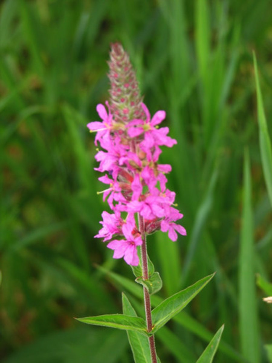 <ul><li><p>red stem with edges</p></li><li><p>6-merous purple-ish flowers</p></li><li><p>opposite decussate leaves</p></li></ul><p>Genus</p>