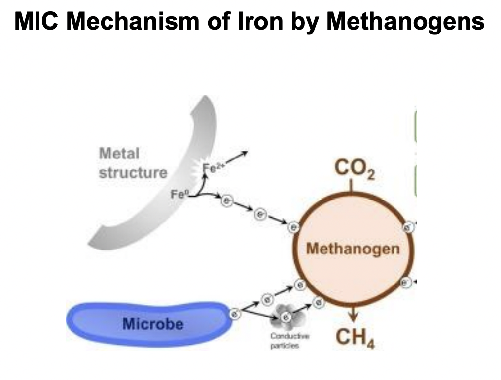 <p>Explain MIC mechanism of iron corrosion by methanogens</p>