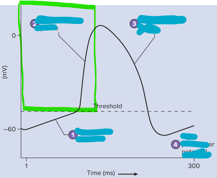 <p>Depolarization of cardiac muscle</p><ul><li><p>NA+ in</p></li><li><p>K+ out</p></li><li><p>Ca2+ in</p></li></ul><p>Heart signaled to contract</p><p></p>