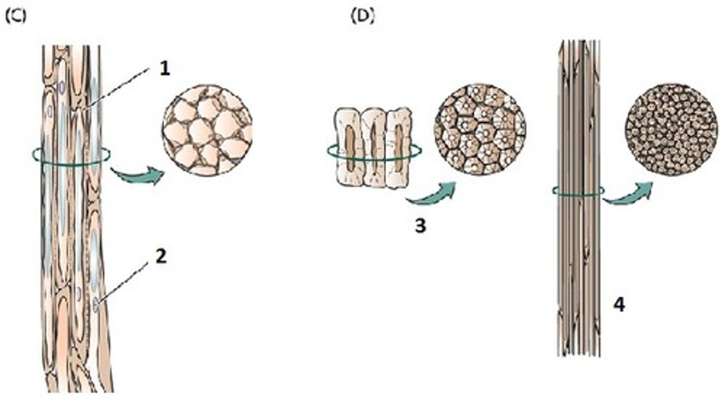 <p>- produce thick secondary cell wall<br>- new secondary cell wall is more rigid because of compound lignin<br>Two Types:<br>1. Fibres: elongated<br>2. Sclereids : short</p>