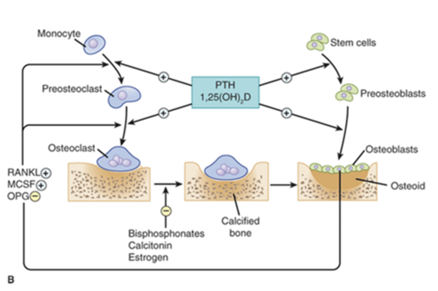 <p>treatments utilized to block osteoclast activity:</p>