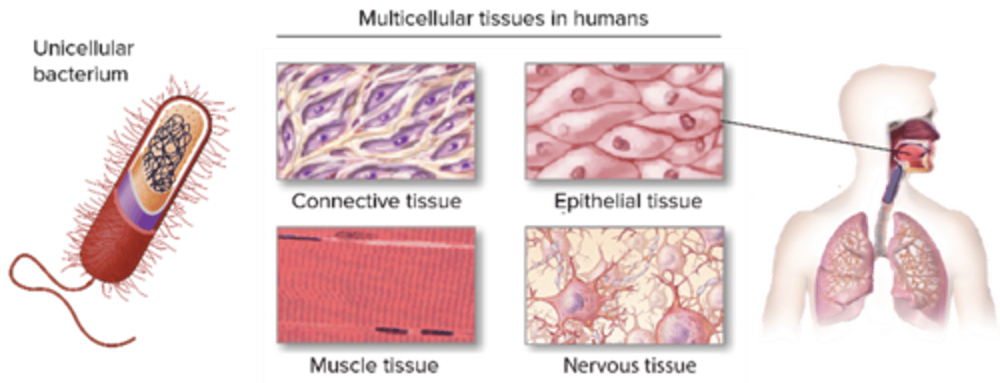 <p>What are all organisms composed of?</p><p>A) Atoms</p><p>B) Organs</p><p>C) Cells</p><p>D) Bones</p>