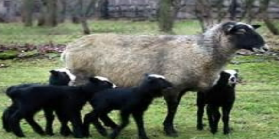 <p>originated in Russia; light gray to black in color; some may have white blazes in their faces</p>