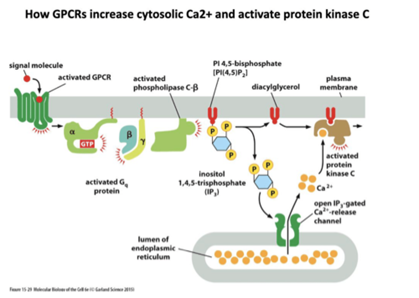 <p>G-protein linked receptor signals phospholipase C</p><p>splits PIP into IP3 and DAG:</p><p>1. IP3 increases intracellular Ca2+</p><p>2. DAG activates kinases (PKC) to activate enzymes</p>