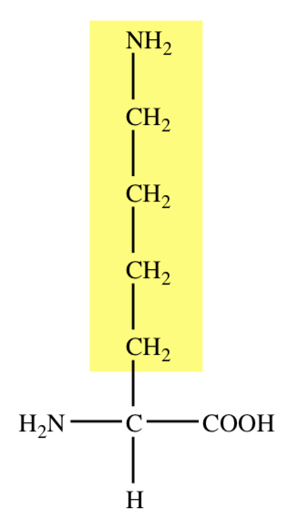 4-C AMINE R GROUP