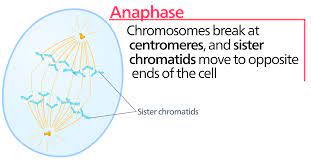 <ol><li><p>centromeres split sister</p></li><li><p>chromatids separate</p></li><li><p>chromatids move to opposite poles</p></li></ol>