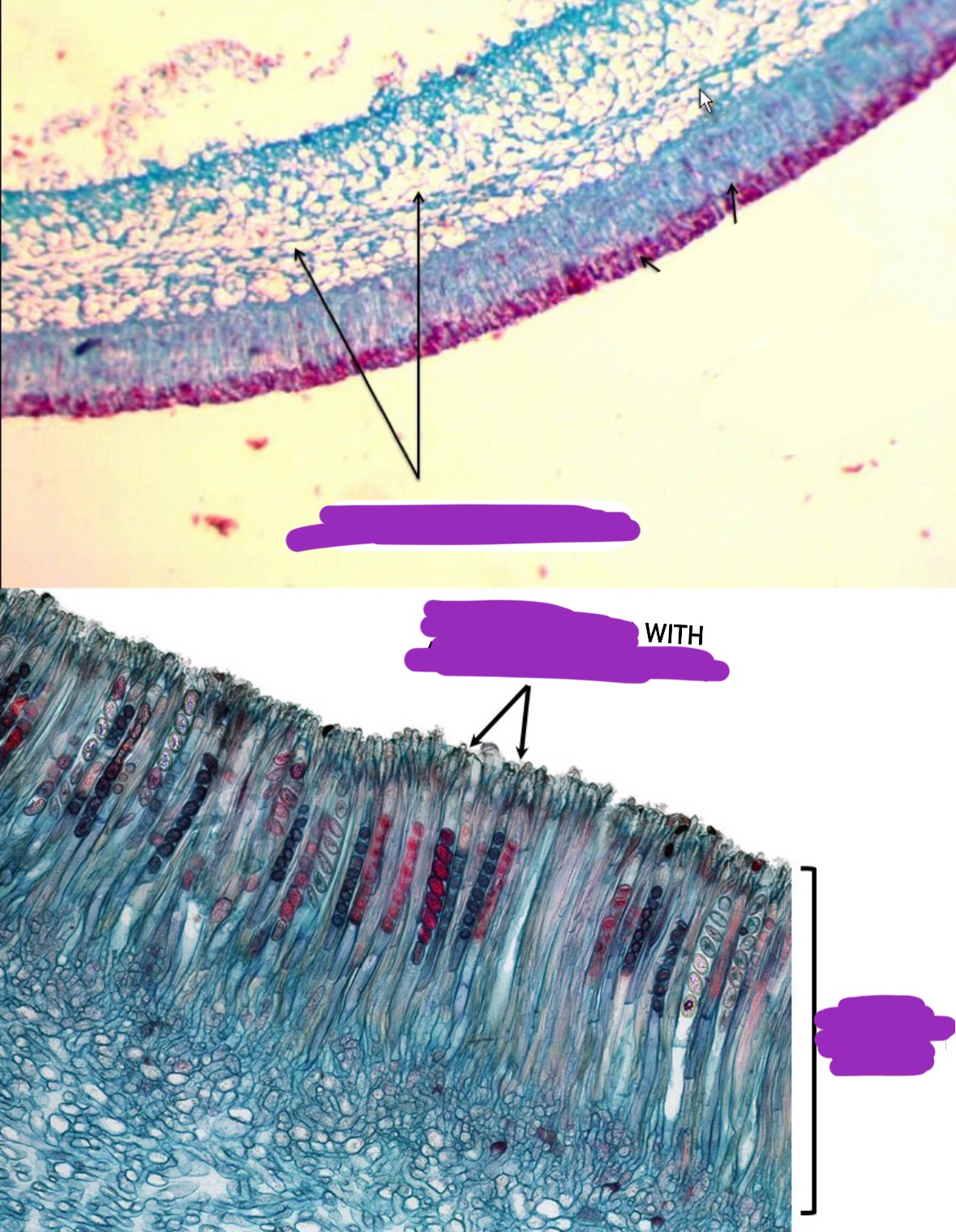 <p>Label (Parts & If it is haploid, diploid, dikaryotic, or multiple) + Identify (Domain, Kingdom, Clade)</p>