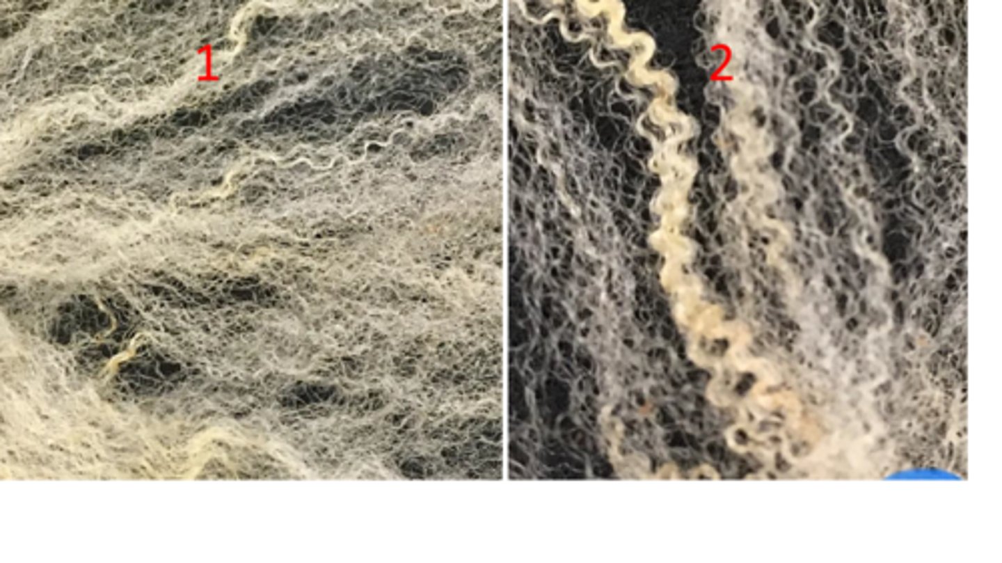 <p>Between 1 & 2 which fleece has better Character?</p><p>a. #1</p><p>b. #2</p><p>c. They are of similar character</p>